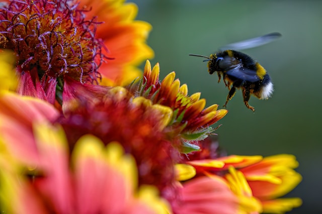 Wildbiene auf einer rot-gelben Blüte